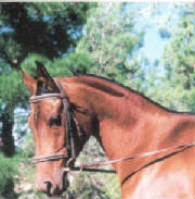 questa-cropped.jpg