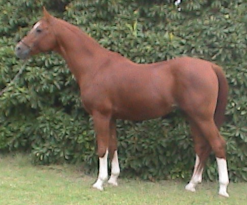 dueloexcfuzzyhpnx1002cr.jpg