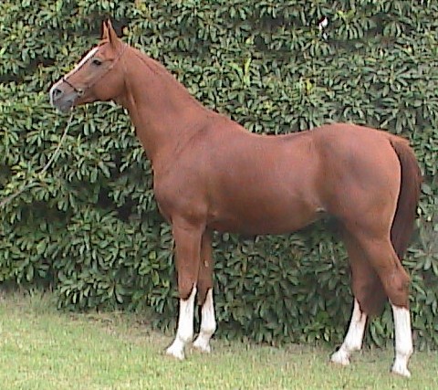 duelolftsideexchpnx1004cr.jpg