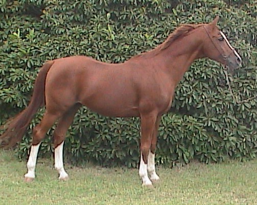duelortsidehalterexchpnx1013cr.jpg