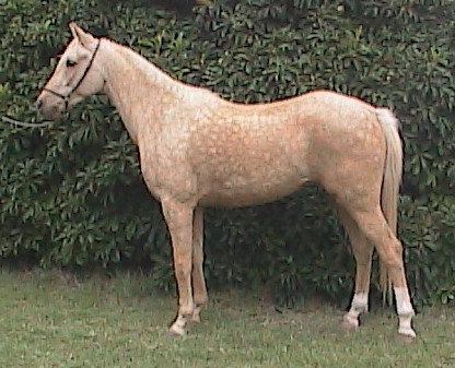 gringostdhalterlftgoodhpnx1031cr.jpg