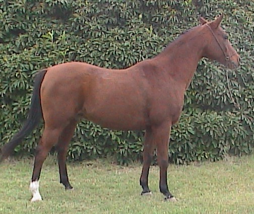losoyahalterokayhpnx1023cr.jpg