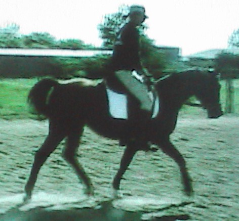 questatrotrtsidehpnx1094.jpg