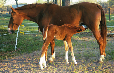 sa-ng-milking-16a-cr.jpg